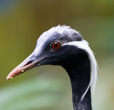 Demoiselle Crane