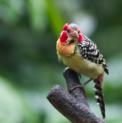 Red & Yellow Barbet