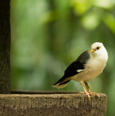 Black-winged Starling