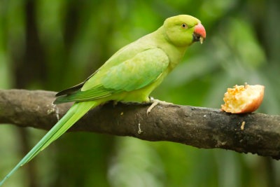 Eclectus Parrot