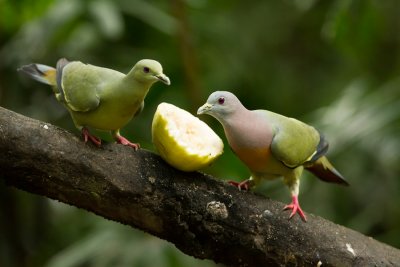 Pink-necked Green Pigeon