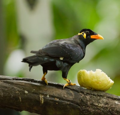 Hill Myna