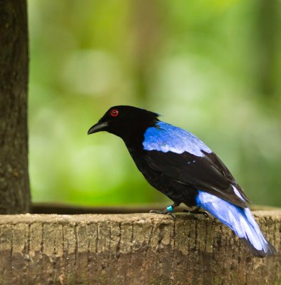 Asian Fairy Bluebird