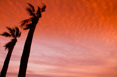 palm in the wind, Santa Monica Beach