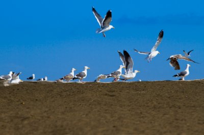 birds at Zuma Beach