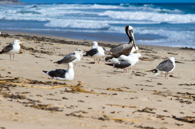lone Pelican on Zuma Beach
