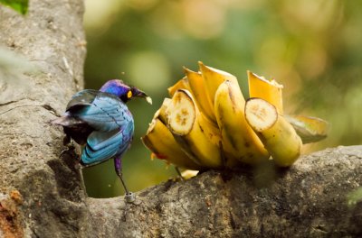 purple-headed glossy starling