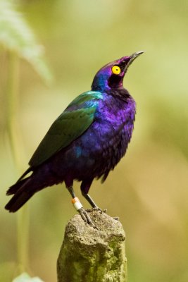 purple-headed glossing starling