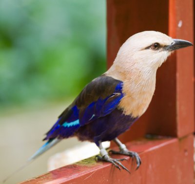 blue-bellied roller