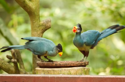 rare pair of great blue turaco
