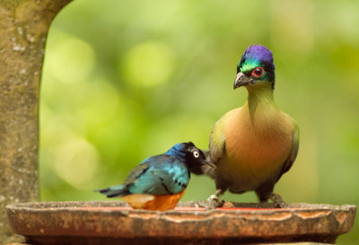 purple-crested turaco