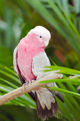 rose-breasted cockatoo