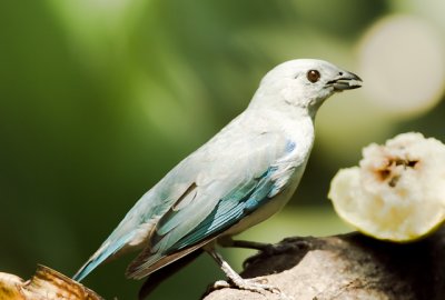 Azure-shouldered Tanager