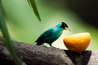 Green Honeycreeper