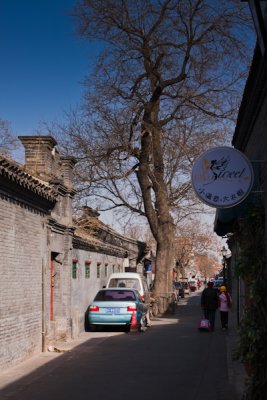 tree in a hutong