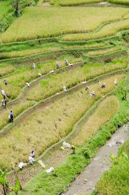 workers in padi field