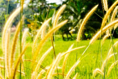 Paddi Field Bike Excursion, Galle Sri Lanka