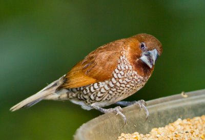 Spotted Munia