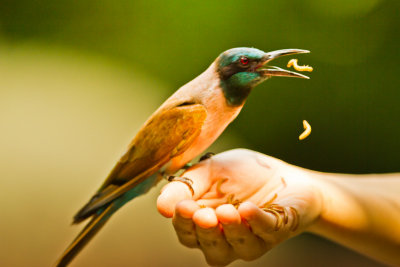 Carmine Bee Eater