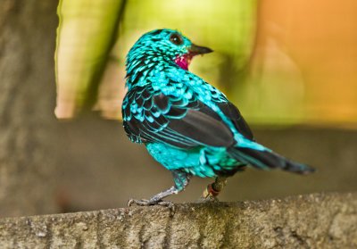 Spangled Cotinga