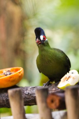 Hartlaub's Turaco