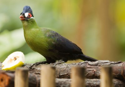 Hartlaub's Turaco