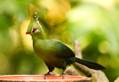 Livingston's Turaco