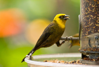 Yellow-hooded Blackbird