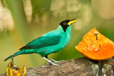 Green Honeycreeper