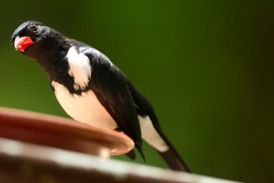 Red-billed Pied Tanager