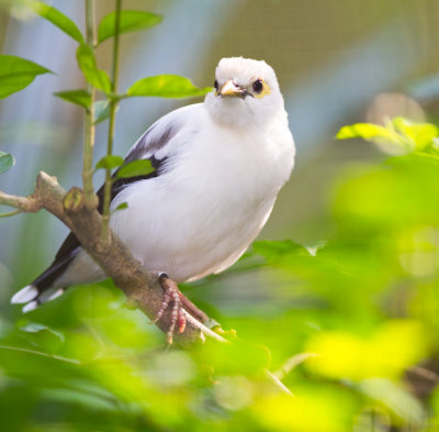 Black-winged Starling