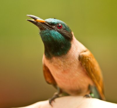 Carmine Beeeater