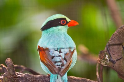 Green Magpie