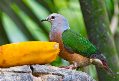 Emerald Dove