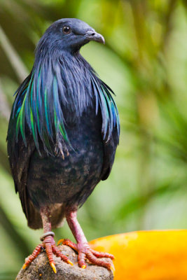 Nicobar Pigeon