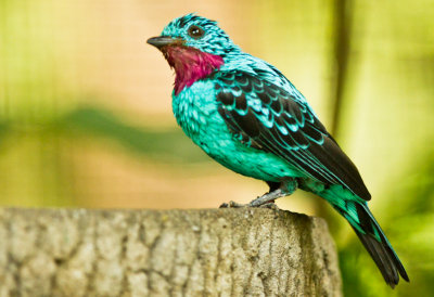 Spangled Cotinga