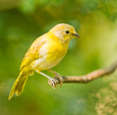 saffron finch