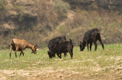 grazing goat