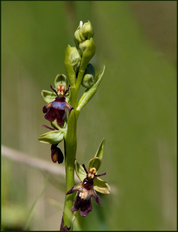 Fly Orchid, Flugblomster  (Ophrys insectifera).jpg