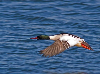Goosander male, Storskrake hane (Mergus merganser).jpg