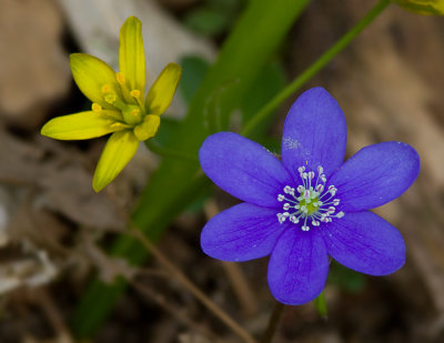 Vrlk  (Gagea lutea) och Blsippa  (Hepatica nobilis).jpg