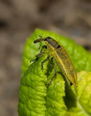 Hunkxvivel (Lixus iridis).jpg