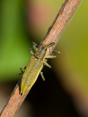 Hunkxvivel (Lixus iridis).jpg