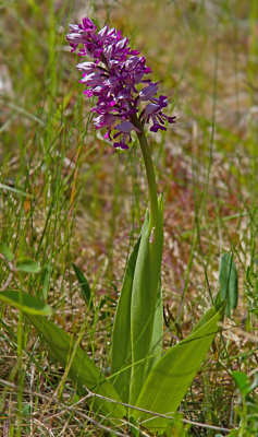 Military Orchid, Johannesnycklar, Orchis military's
