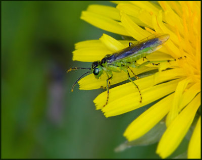 Rhogogaster viridis.jpg