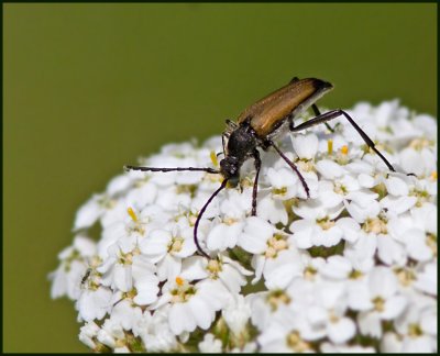Tegelbock hane, male   (Anastangalia sanguinolenta).jpg