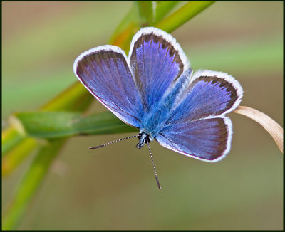 Silver-studded Blue, Ljungblvinge   (Plebejus argus)male.jpg