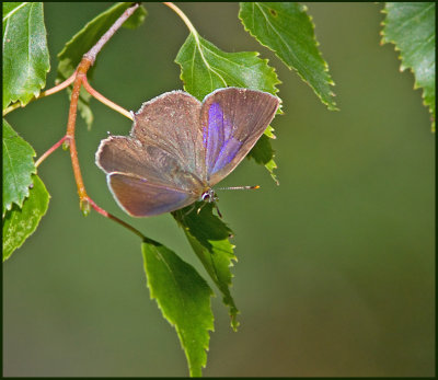Purple Hairstreak female, Eksnabbvinge hona (Favonius quercus).jpg