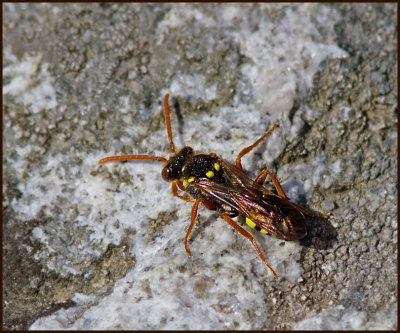 Nomada, Gökbin, Nomad Bees