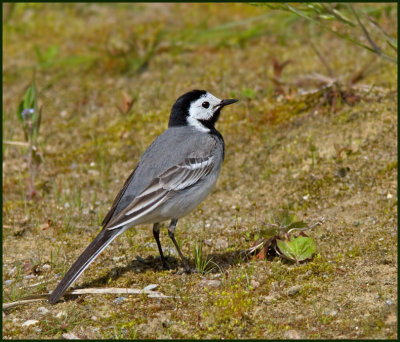 White Wagtail, Sädesärla, Motacilla alba